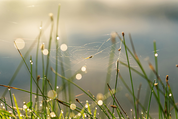 포토 JPG 해외이미지 동물 디자인 곤충 백그라운드 패턴 자연 벽지 아침 추상 사람없음 초록색 물 햇빛 태양 일출 웹 젖음 안개 흰색 물방울 잡기 원형 그물 네트워크 실 떨어짐 이슬 연결 위험 실크 거미줄 빗방울 구슬 질감 거미 올가미 망사 내추럴 블러 해외포토 주간 자연요소 도형 컬러 컨셉 무늬 인터넷 모션 날씨 노을 직물 비_날씨 생태계 파일형식 이미지허브