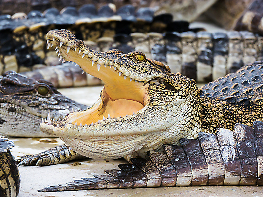 포토 JPG 해외이미지 동물 디자인 공원 야생동물 백그라운드 패턴 비즈니스 파충류 태국 자연 표면 추상 동물원 양서류 사람없음 초록색 물 강 농장 갈색 머리 유행 검은색 벨트 흰색 직물 입 뱀 고급 치아 위험 큼 가죽 피부 질감 눈금 육식동물 악어 사냥꾼 전국 해외포토 자연요소 직업 잡화 공공시설 아시아 컬러 컨셉 무늬 농업 신체부위 소화기관 크기 생태계 파일형식 이미지허브