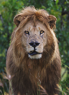 포토 JPG 해외이미지 주간 한마리 응시 야생동물 사람없음 야외 아웃포커스 육식동물 숫사자 해외포토 자연요소 동물 1 시선 촬영기법 사자 수컷 파일형식 이미지허브