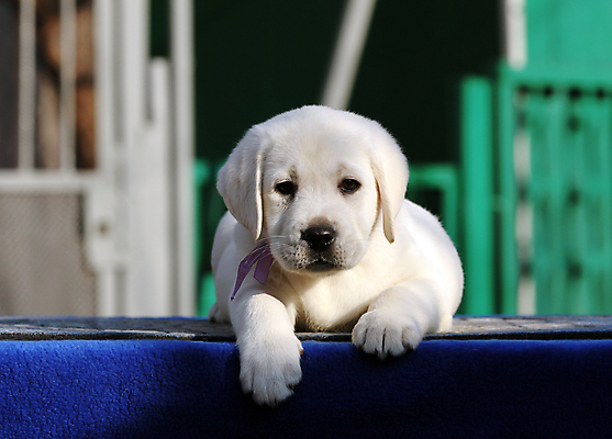 포토 JPG 해외이미지 응시 행복 어린이 놀이 탁자 사람없음 파란색 반려동물 노란색 귀여움 기쁨 개 리트리버 달콤 강아지 래브라도리트리버 위치 창백 기르기 유래 해외포토 동물 시선 감정 컬러 가구 컨셉 포유류 사람 맛 돌봄 파일형식 이미지허브