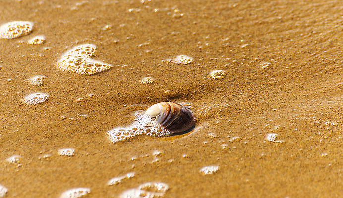 포토 JPG 해외이미지 디자인 모래 파도 바다 섬 여행 백그라운드 패턴 휴가 조개 휴식 풍경 해변 사람없음 야외 물 여름 파란색 햇빛 태양 맑음 거품 껍질 황금 소라 휴양지 질감 내추럴 이국적 특별함 파라다이스 카피스페이스 해외포토 자연요소 계절 컬러 컨셉 무늬 날씨 어패류 공백 장소 파일형식 이미지허브