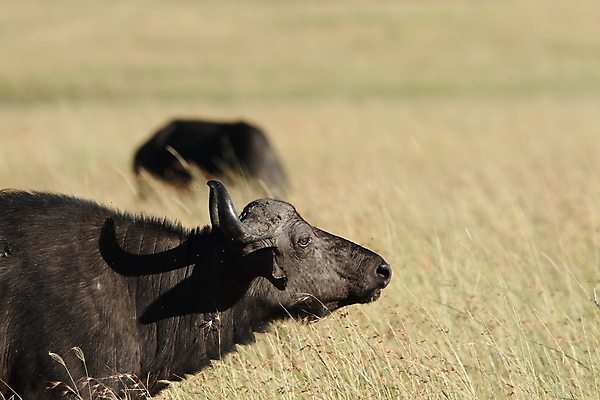 포토 JPG 해외이미지 동물 야생동물 포유류 아프리카 자연 초식동물 뿔 국립공원 종류 풍경 사람없음 야외 머리 검은색 힘 소 원주민 군중 위험 큼 방목 황소 영양 케냐 마사이족 사바나 세렝게티 탄자니아 해외포토 공원 나라 컬러 컨셉 사람 신체부위 아프리카인 축산업 크기 생태계 파일형식 이미지허브