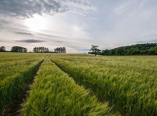 포토 JPG 해외이미지 밭 하늘 바람 사람없음 초록색 농작물 목욕 시리얼 보리 해외포토 자연요소 음식 컬러 농업 날씨 곡류 청결 파일형식 이미지허브