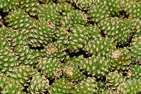 포토 JPG 해외이미지 나무 식물 자연 씨앗 사람없음 나뭇가지 소나무 전나무 원뿔 가문비나무 그리너리 해외포토 도형 생태계 파일형식 트랜드컬러 이미지허브