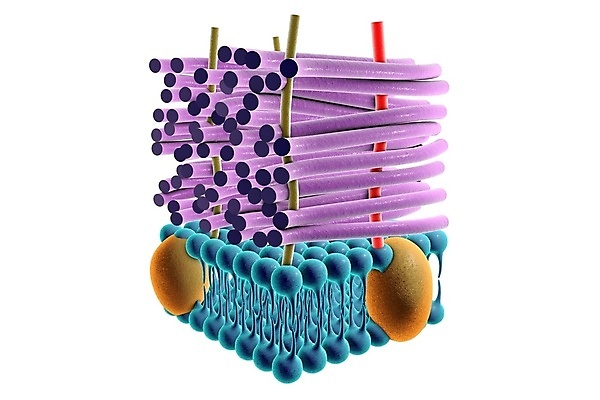 포토 JPG 해외이미지 벽 일러스트 세포 사람없음 3D 기계 DNA 생물학 긍정 전염 미생물 박테리아 단백질 신맛 셀룰러 해외일러스트 교육 컨셉 의학 생물 맛 질병 생명공학 디지털합성 감염 영양소 파일형식 이미지허브
