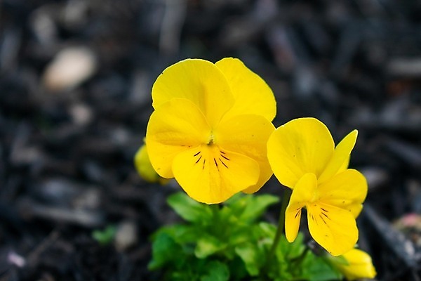 포토 JPG 해외이미지 응시 계절 꽃잎 꽃 선 잎 꽃무늬 밭 손가락 자연 엄마 따뜻함 건강 사람없음 야외 초록색 빛 컬러풀 태양 노란색 정원 활발 들꽃 신선 작음 다발 아래 묘사 원예 데이지 냄새 캘리포니아 양귀비 꽃수술 해외포토 자연요소 식물 손 시선 컬러 컨셉 무늬 농업 가족 취미 미국 크기 방향 생태계 위치 파일형식 이미지허브