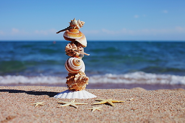 포토 JPG 해외이미지 주간 모래 불가사리 해변 사람없음 야외 조개껍데기 해외포토 자연요소 바다 조개 극피동물 파일형식 이미지허브