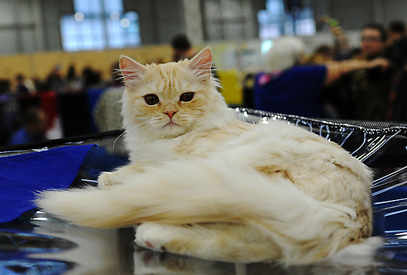 포토 JPG 해외이미지 동물 1 응시 공원 백그라운드 포유류 거리 털 사람 이벤트 사람없음 빨간색 반려동물 세일 고양이 경쟁 전시 흰색 전시회 쇼 새장 얼룩무늬 주인 노숙자 기르기 무료 시범 우울증 헬프 해외포토 시선 공공시설 컬러 컨셉 무늬 도움 질병 돌봄 케이지 파일형식 이미지허브