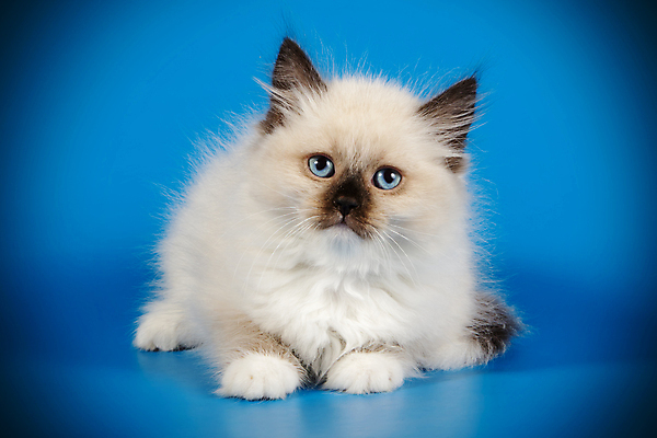 포토 JPG 해외이미지 한마리 사람없음 파란색 반려동물 고양이 네바마스커레이드 해외포토 동물 1 컬러 포유류 파일형식 이미지허브