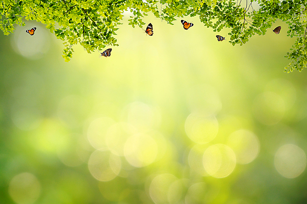 포토 JPG 해외이미지 나무 식물 디자인 계절 공원 꽃 백그라운드 잎 패턴 밭 자연 하늘 추상 부활절 새로움 프레임 잔디 사람없음 초록색 빛 햇빛 태양 환경 정원 맑음 봄 활발 신선 숲 데이지 보케 내추럴 블러 효과 해외포토 자연요소 공공시설 기념일 컬러 컨셉 무늬 농업 날씨 생태계 파일형식 이미지허브