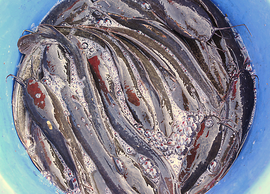 포토 JPG 해외이미지 음식 바다 백그라운드 태국 자연 요리 사람없음 야외 파란색 판매 수중 식사 거품 젖음 신선 원형 시장 맛 해산물 유기농 날것 덮기 광택 대야 내추럴 생존 해외포토 도형 웰빙 아시아 컬러 컨셉 모션 생태계 파일형식 이미지허브