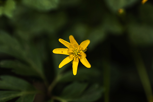 포토 JPG 해외이미지 식물 꽃잎 꽃 곤충 잎 밭 자연 날씨 사람없음 초록색 파란색 컬러풀 햇빛 노란색 새싹 환경 보라색 봄 흰색 시골 개화 그룹 숲 서식지 내추럴 삼림지대 영원 해외포토 동물 계절 컬러 농업 태양 생태계 파일형식 이미지허브
