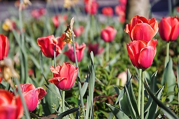 포토 JPG 해외이미지 꽃 자연 사람없음 봄 해외포토 식물 계절 생태계 파일형식 이미지허브