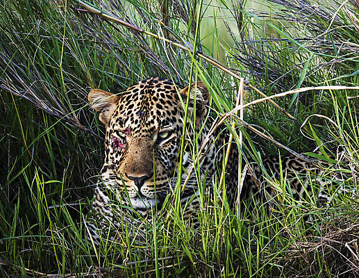 포토 JPG 해외이미지 주간 응시 야생동물 사람없음 야외 상처 육식동물 표범 다침 숨기 해외포토 자연요소 동물 시선 포유류 모션 파일형식 이미지허브