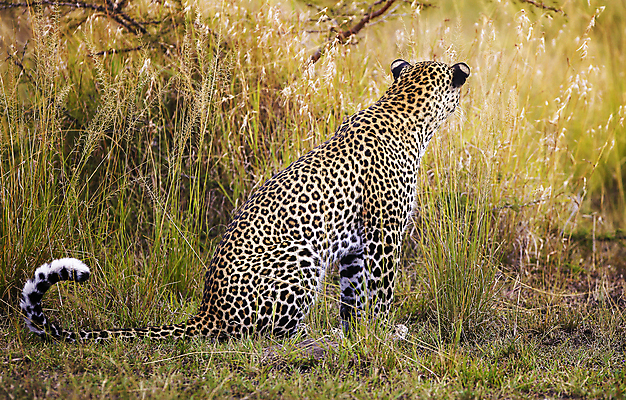 포토 JPG 해외이미지 주간 한마리 야생동물 앉기 사람없음 야외 육식동물 표범 해외포토 자연요소 동물 1 포유류 모션 파일형식 이미지허브