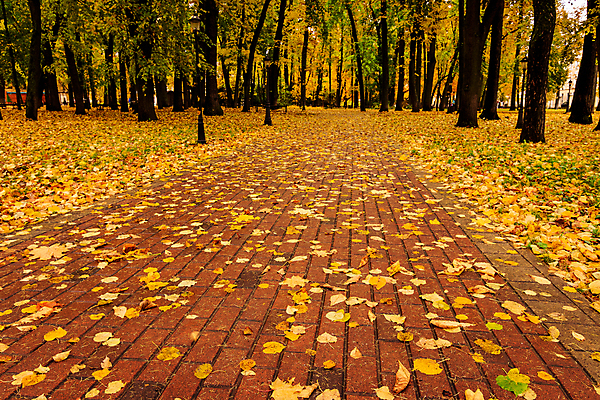포토 JPG 해외이미지 주간 공원 단풍 낙엽 단풍나무 풍경 사람없음 야외 주황색 가을 해외포토 자연요소 나무 계절 공공시설 컬러 잎 파일형식 이미지허브