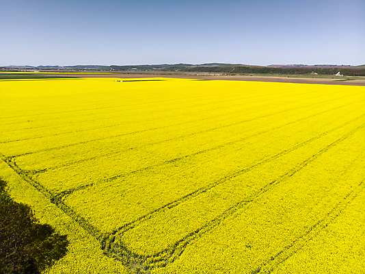 포토 JPG 해외이미지 나무 식물 구름 계절 꽃 여행 밭 농업 자연 하늘 안테나 풍경 사람없음 야외 여름 파란색 빛 농작물 농장 노란색 맑음 봄 추위 수확 시골 신선 땅 유채 장면 내추럴 드론 조감도 카놀라 수평선 해외포토 자연요소 산업 컬러 통신 날씨 생태계 파일형식 이미지허브
