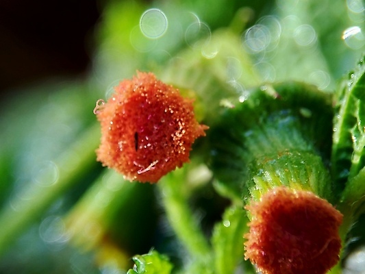 포토 JPG 해외이미지 나무 식물 계절 꽃 음식 백그라운드 잎 꽃무늬 밭 자연 국화 건강 사람없음 야외 초록색 컬러풀 환경 정원 보라색 봄 벚꽃 흰색 신선 개화 허브 내추럴 꽃수술 해외포토 컬러 무늬 농업 생태계 파일형식 이미지허브