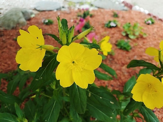 포토 JPG 해외이미지 식물 꽃잎 꽃 사람없음 목재 노란색 벚꽃 해외포토 나무 컬러 재료 파일형식 이미지허브