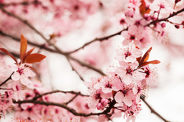 포토 JPG 해외이미지 나무 계절 꽃 분홍색 백그라운드 자연 사람없음 정원 일본 봄 벚꽃 흰색 나뭇가지 신선 개화 체리 내추럴 고립 해외포토 식물 아시아 컬러 과일 생태계 파일형식 이미지허브