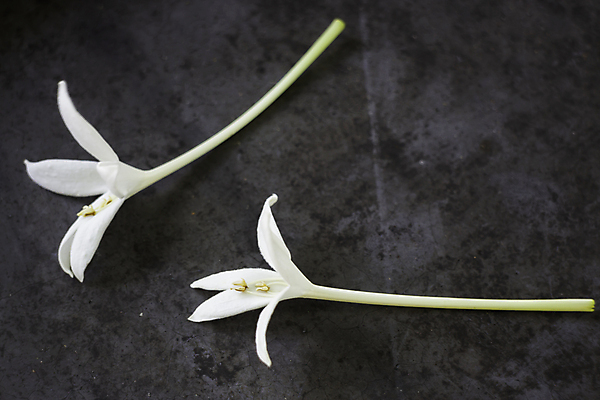 포토 JPG 해외이미지 스튜디오촬영 식물 꽃잎 꽃 자연 사람없음 여름 컬러풀 노란색 봄 들꽃 벚꽃 작음 허브 냄새 아로마 카피스페이스 해외포토 계절 컬러 실내 공백 크기 생태계 파일형식 이미지허브