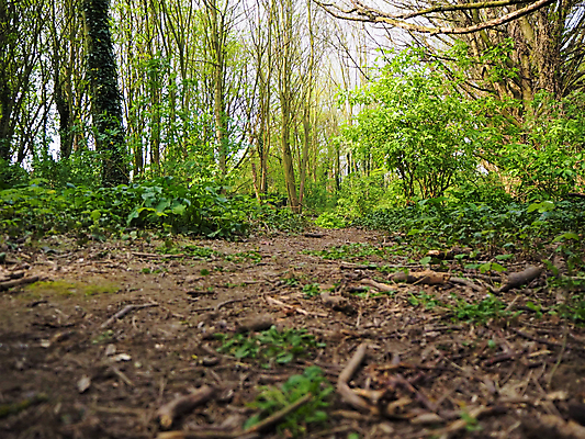 포토 JPG 해외이미지 나무 식물 계절 공원 도로 길 백그라운드 낙엽 잎 자국 자연 풍경 사람없음 야외 목재 초록색 컬러풀 햇빛 노란색 환경 활발 안개 가을 나뭇가지 시골 신선 숲 오솔길 장면 10월 내추럴 삼림지대 해외포토 공공시설 컬러 컨셉 재료 교통시설 날씨 태양 날짜 생태계 파일형식 이미지허브