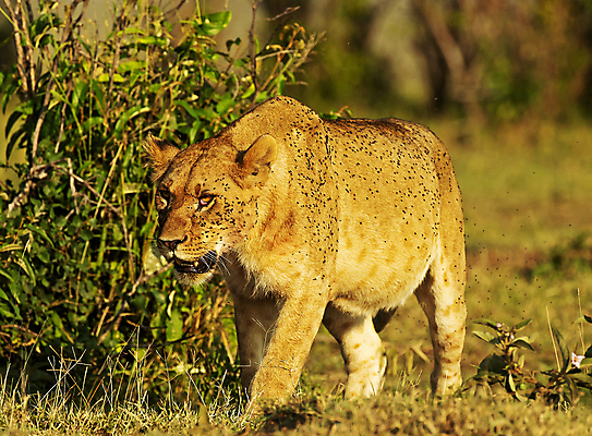 포토 JPG 해외이미지 주간 한마리 야생동물 사람없음 야외 아웃포커스 걷기 육식동물 암사자 해외포토 자연요소 동물 1 모션 촬영기법 사자 암컷 파일형식 이미지허브