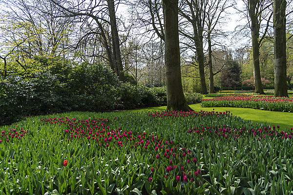포토 JPG 해외이미지 식물 계절 공원 꽃잎 꽃 유럽 분홍색 여행 백그라운드 잎 꽃무늬 밭 자연 풍경 사람없음 야외 빨간색 초록색 물 여름 컬러풀 노란색 여행객 정원 봄 튤립 벚꽃 흰색 신선 개화 개울 네덜란드 내추럴 해외포토 자연요소 공공시설 나라 컬러 무늬 농업 사람 강 생태계 파일형식 이미지허브