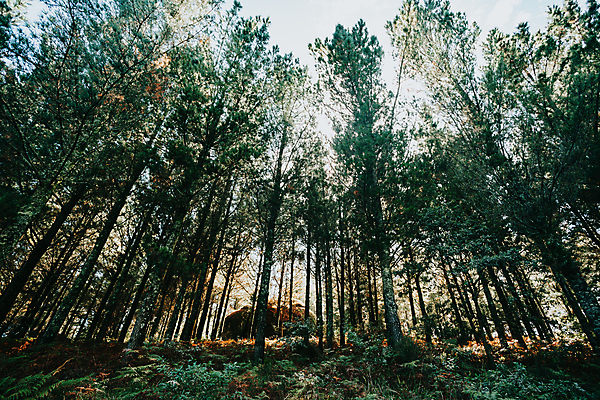 포토 JPG 해외이미지 주간 나무 자연 휴식 풍경 사람없음 야외 평화 숲속 울창 경관 해외포토 자연요소 식물 컨셉 숲 생태계 파일형식 이미지허브