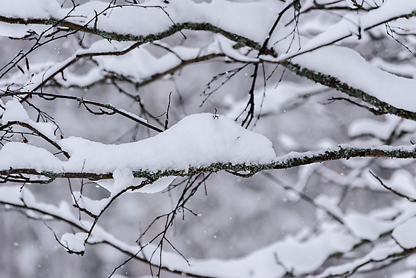 포토 JPG 해외이미지 주간 겨울 풍경 사람없음 야외 아웃포커스 나뭇가지 눈 상고대 겨울풍경 해외포토 자연요소 나무 계절 날씨 촬영기법 서리 파일형식 이미지허브