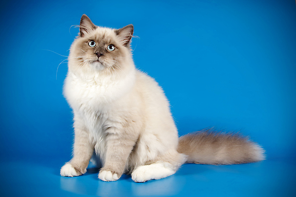 포토 JPG 해외이미지 한마리 사람없음 파란색 반려동물 고양이 네바마스커레이드 해외포토 동물 1 컬러 포유류 파일형식 이미지허브