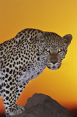 포토 JPG 해외이미지 주간 한마리 응시 야생동물 아프리카 자연 사람없음 야외 일몰 맹수 표범 해외포토 자연요소 동물 1 시선 나라 포유류 노을 생태계 파일형식 이미지허브