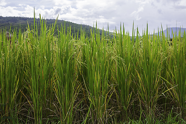 포토 JPG 해외이미지 식물 아시아 음식 잎 농업 태국 자연 하늘 아침 휴가 씨앗 동양인 풍경 경사 사람없음 초록색 농장 농경지 계곡 일몰 수확 성장 시골 신선 낟알 시리얼 유기농 논밭 밭일 숙성 해외포토 주간 웰빙 나라 산업 컬러 밭 논 인종 노을 생태계 파일형식 이미지허브