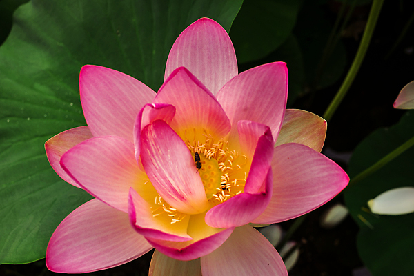 포토 JPG 해외이미지 식물 꽃잎 꽃 호수 줄기 분홍색 잎 자연 이집트 연꽃 동양인 사람없음 초록색 물 여름 평화 정원 고요 봄 벚꽃 연못 개화 백합 순수 신성 부쿠레슈티 해외포토 자연요소 계절 컬러 컨셉 아프리카 인종 생태계 루마니아 파일형식 이미지허브