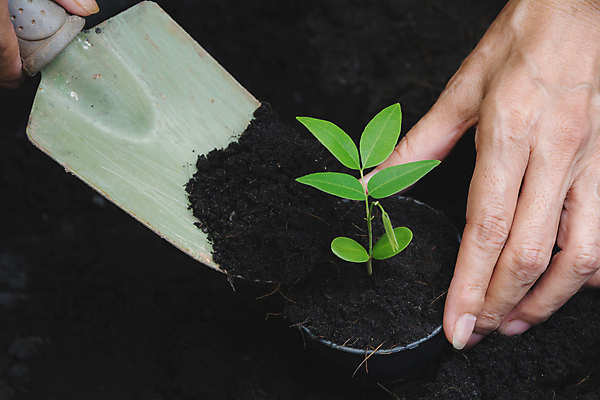 포토 JPG 해외이미지 주간 손 야외 신체부위 새싹 흙 해외포토 자연요소 식물 사람 파일형식 이미지허브