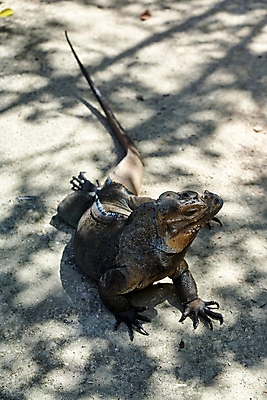 포토 JPG 해외이미지 동물 응시 야생동물 여행 포즈 백그라운드 신체 파충류 자연 휴식 생물 동물원 종류 사람없음 야외 반려동물 컬러풀 태양 갈색 머리 환경 사막 용 피부 싱글 도마뱀 육식동물 이구아나 내추럴 동물상 이국적 해외포토 자연요소 시선 컬러 컨셉 신체부위 조형물 생태계 파일형식 이미지허브