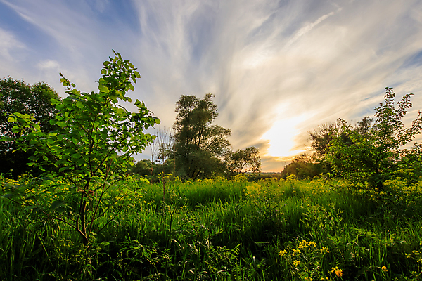 포토 JPG 해외이미지 나무 구름 계절 꽃 백그라운드 오렌지 자연 벽지 하늘 아침 갈대 풍경 사람없음 물 여름 빛 강 컬러풀 햇빛 태양 반사 노란색 일출 일몰 봄 새벽 저녁 장면 내추럴 수평선 해외포토 주간 자연요소 식물 컬러 과일 노을 야간 생태계 파일형식 이미지허브