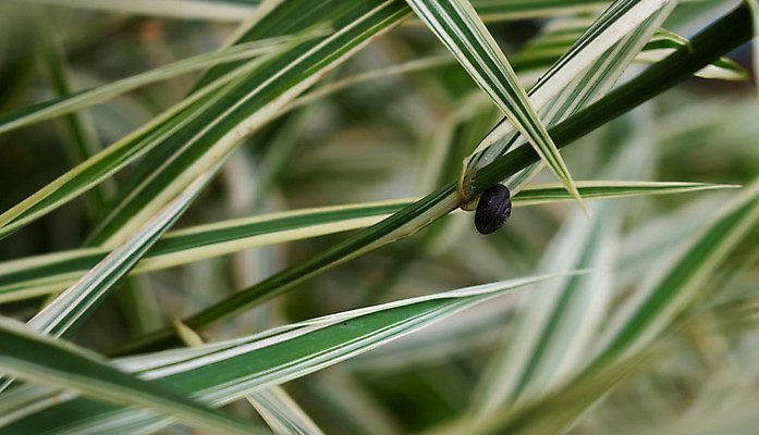 포토 JPG 해외이미지 식물 꽃 줄기 백그라운드 잎 자연 추상 잔디 사람없음 야외 장식 가로 초록색 여름 컬러풀 환경 정원 봄 줄무늬 성장 벚꽃 흰색 이슬 허브 원예 질감 부드러움 내추럴 영원 해외포토 계절 컬러 무늬 취미 감각 생태계 파일형식 이미지허브