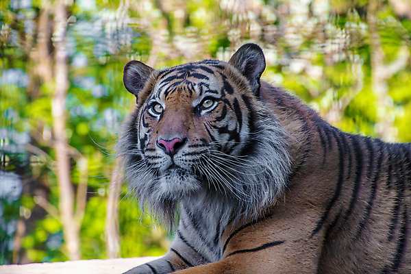 포토 JPG 해외이미지 동물 응시 얼굴 야생동물 백그라운드 포유류 자연 털 사람없음 머리 고양이 줄무늬 호랑이 닫기 위험 큼 육식동물 사냥꾼 해외포토 직업 시선 컨셉 무늬 모션 신체부위 반려동물 크기 생태계 파일형식 이미지허브