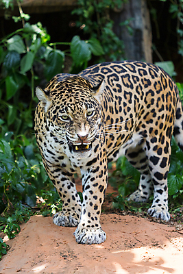 포토 JPG 해외이미지 주간 한마리 응시 야생동물 잎 아프리카 자연 사람없음 야외 아웃포커스 위협 맹수 표범 해외포토 자연요소 식물 동물 1 시선 나라 포유류 촬영기법 생태계 파일형식 이미지허브