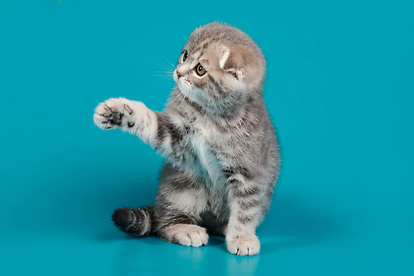 포토 JPG 해외이미지 한마리 새끼 실내 앉기 사람없음 반려동물 손들기 귀여움 고양이 파란배경 스코티시폴드 반려묘 해외포토 동물 1 백그라운드 컨셉 포유류 모션 내부 파란색 파일형식 이미지허브