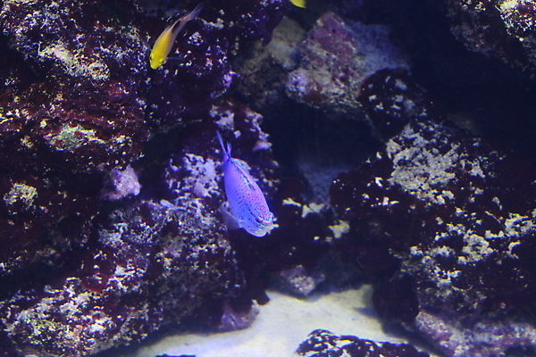 포토 JPG 해외이미지 동물 야생동물 바다 여행 백그라운드 자연 어류 동양인 사람없음 물 파란색 컬러풀 일본 검은색 수중 흰색 황금 큼 다이빙 수족관 잉어 내추럴 이국적 해외포토 자연요소 아시아 컬러 인종 수영 수중동물 크기 생태계 수중스포츠 파일형식 이미지허브