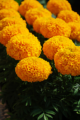 포토 JPG 해외이미지 식물 계절 꽃잎 꽃 꽃다발 백그라운드 꽃무늬 밭 오렌지 자연 사람없음 장식 초록색 컬러풀 노란색 머리 정원 봄 활발 벚꽃 흰색 신선 개화 황금 내추럴 고립 아즈텍 해외포토 컬러 컨셉 무늬 농업 과일 신체부위 생태계 파일형식 이미지허브