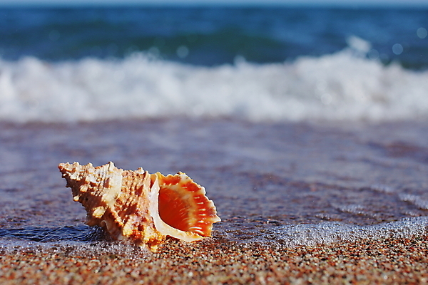 포토 JPG 해외이미지 주간 모래 해변 사람없음 야외 소라 해외포토 자연요소 바다 어패류 파일형식 이미지허브