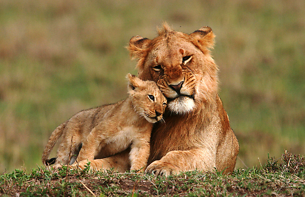 포토 JPG 해외이미지 주간 야생동물 새끼 두마리 가족 사람없음 야외 아웃포커스 사자 육식동물 숫사자 부비부비 해외포토 자연요소 동물 2 포유류 관계 촬영기법 수컷 파일형식 이미지허브