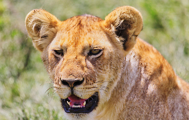 포토 JPG 해외이미지 주간 한마리 응시 야생동물 사람없음 야외 아웃포커스 육식동물 암사자 해외포토 자연요소 동물 1 시선 촬영기법 사자 암컷 파일형식 이미지허브