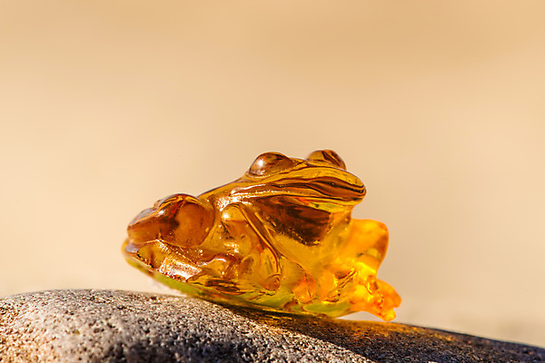 포토 JPG 해외이미지 자연 사람없음 빛 주황색 투명 보석 화석 앰버 해외포토 컬러 광석 생태계 파일형식 이미지허브