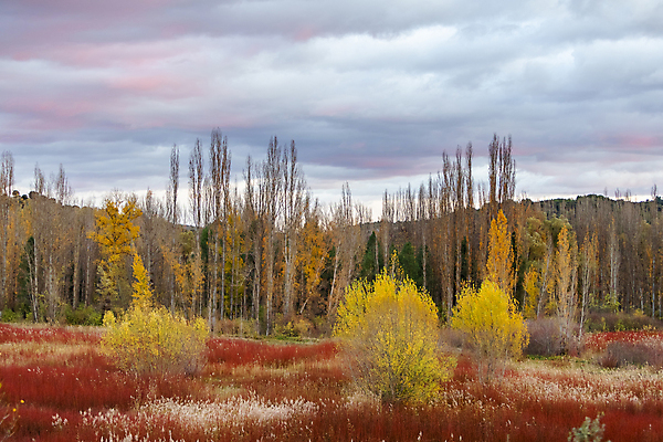 포토 JPG 해외이미지 나무 계절 공원 단풍 잎 밭 자연 날씨 산 풍경 사람없음 야외 목재 빨간색 초록색 컬러풀 노란색 평화 일출 환경 황혼 일몰 활발 가을 나뭇가지 시골 스페인 황금 떨어짐 숲 11월 질감 내추럴 강렬 미루나무 해외포토 식물 공공시설 유럽 컬러 컨셉 농업 재료 노을 날짜 생태계 파일형식 이미지허브