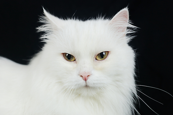 포토 JPG 해외이미지 동물 응시 시선 감정 백그라운드 자연 검은배경 털 사람없음 반려동물 검은색 고양이 우정 흰색 표현 호기심 솜털 수의사 고립 기르기 해외포토 컬러 컨셉 포유류 친구 의사 생태계 돌봄 파일형식 이미지허브