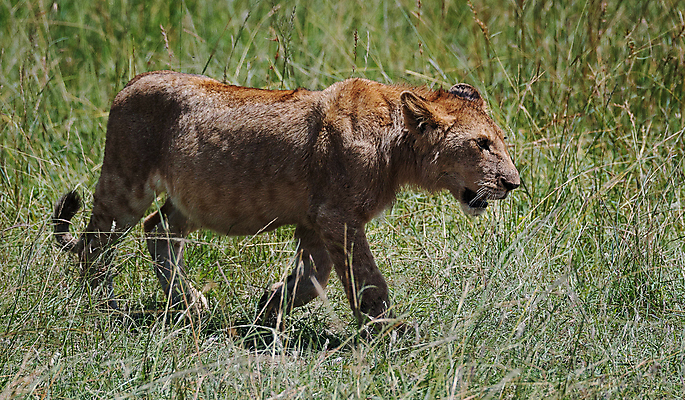 포토 JPG 해외이미지 주간 한마리 야생동물 사람없음 야외 걷기 육식동물 암사자 해외포토 자연요소 동물 1 모션 사자 암컷 파일형식 이미지허브